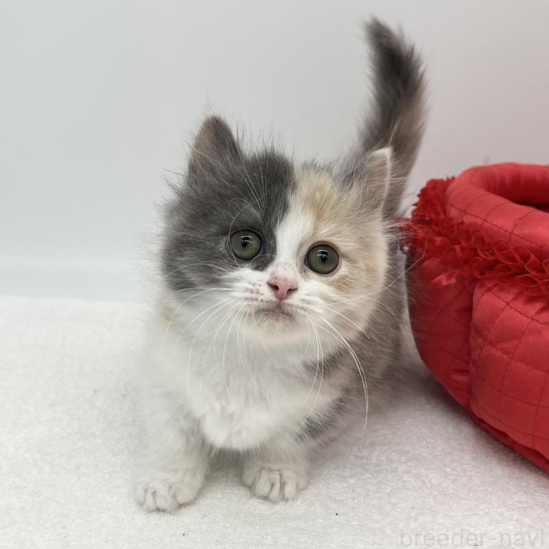 販売中の愛知県のミヌエット(短足)-139646の2枚目