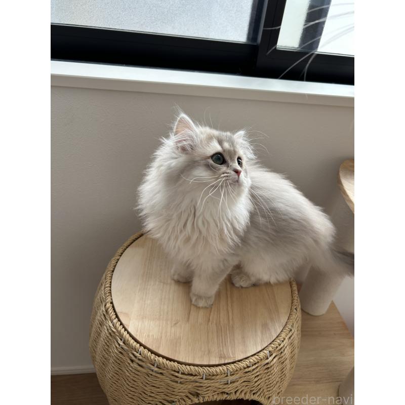 販売中の愛知県のブリティッシュロングヘア-134474の2枚目