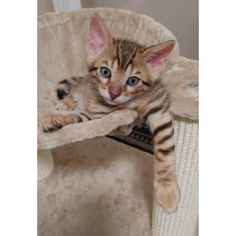 販売中の埼玉県のベンガル-139711の6枚目