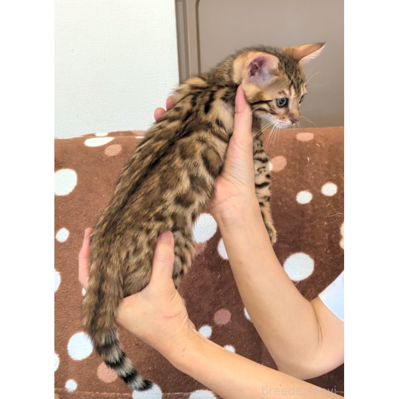 販売中の埼玉県のベンガル-139711の5枚目