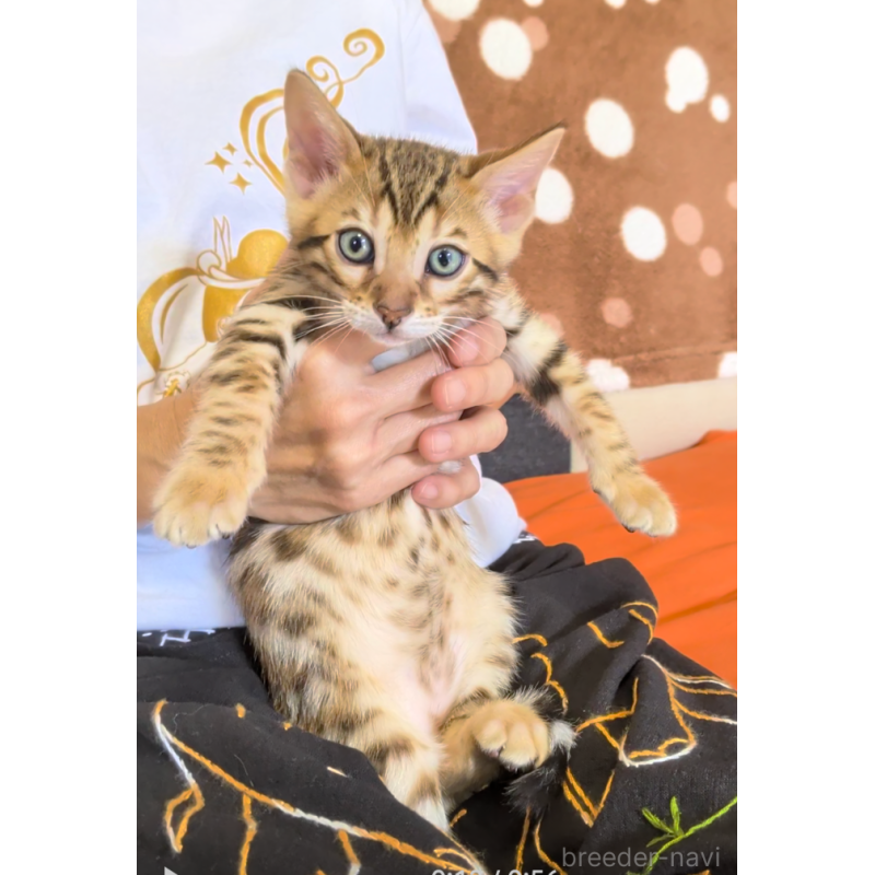 販売中の埼玉県のベンガル-139711の4枚目