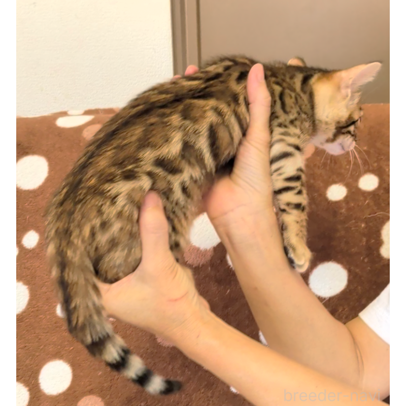 販売中の埼玉県のベンガル-139711の3枚目