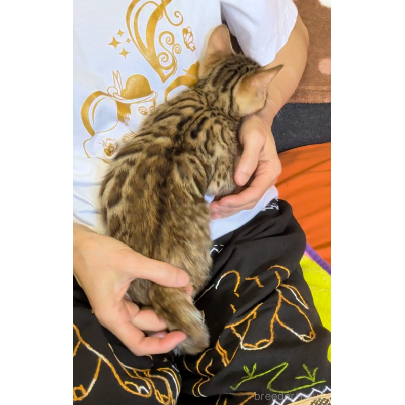 販売中の埼玉県のベンガル-139711の2枚目