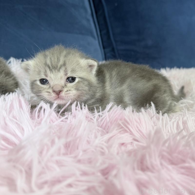 販売中の岐阜県のアメリカンショートヘア-139712の2枚目