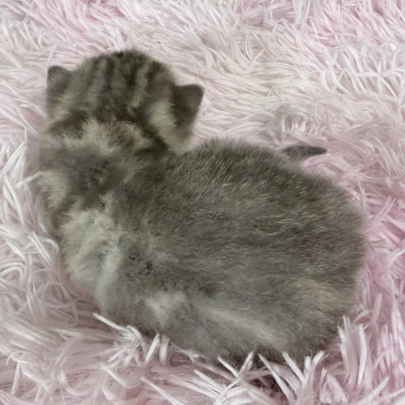 販売中の岐阜県のアメリカンショートヘア-139713の3枚目