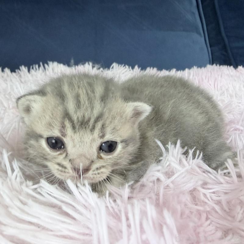 販売中の岐阜県のアメリカンショートヘア-139713の2枚目