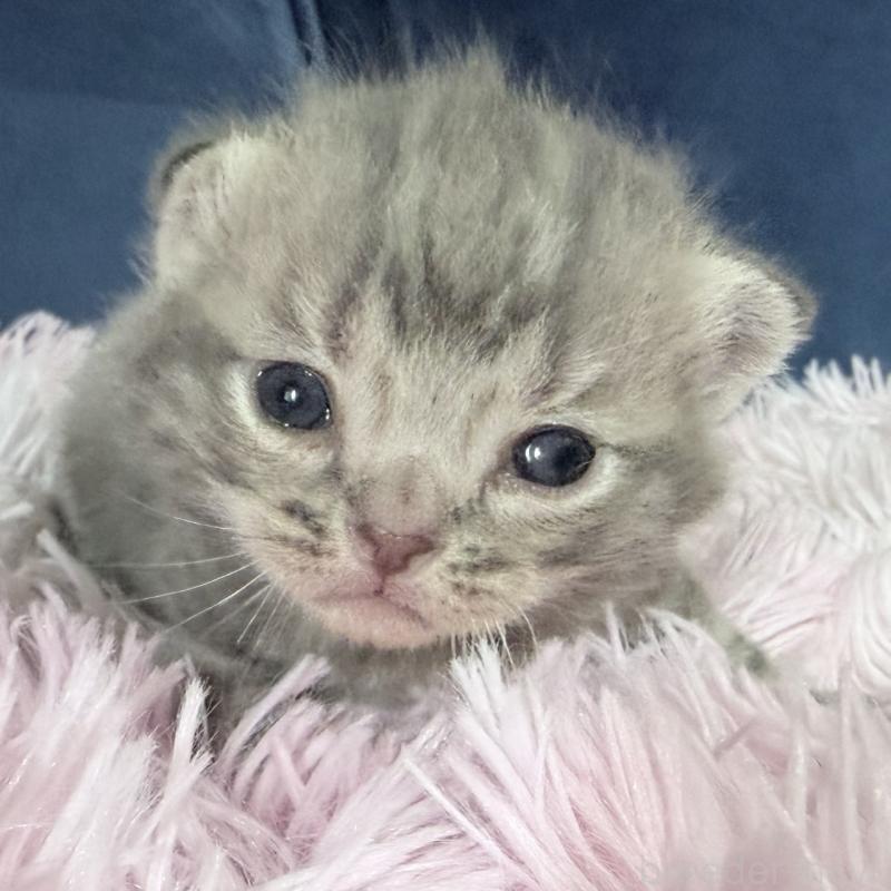 販売中の岐阜県のアメリカンショートヘア-139714