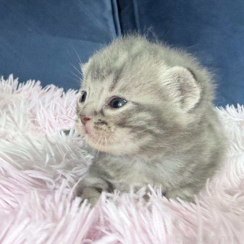 販売中の岐阜県のアメリカンショートヘア-139714の3枚目