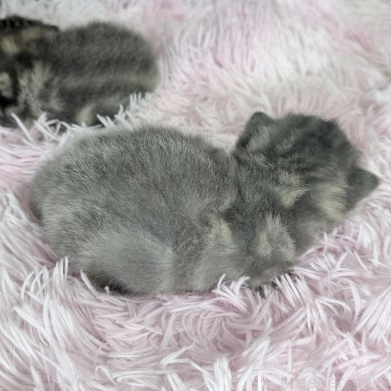 販売中の岐阜県のアメリカンショートヘア-139714の2枚目