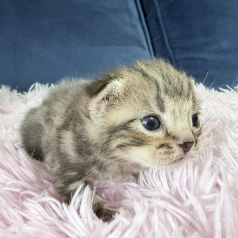 販売中の岐阜県のアメリカンショートヘア-139715の3枚目