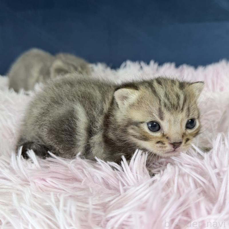 販売中の岐阜県のアメリカンショートヘア-139715の2枚目