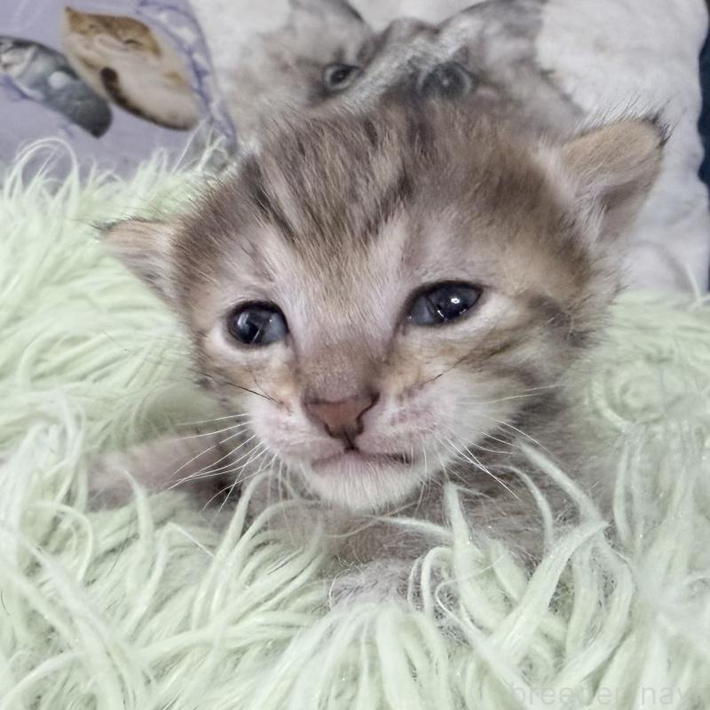 販売中の岐阜県のエジプシャンマウ-139716の5枚目