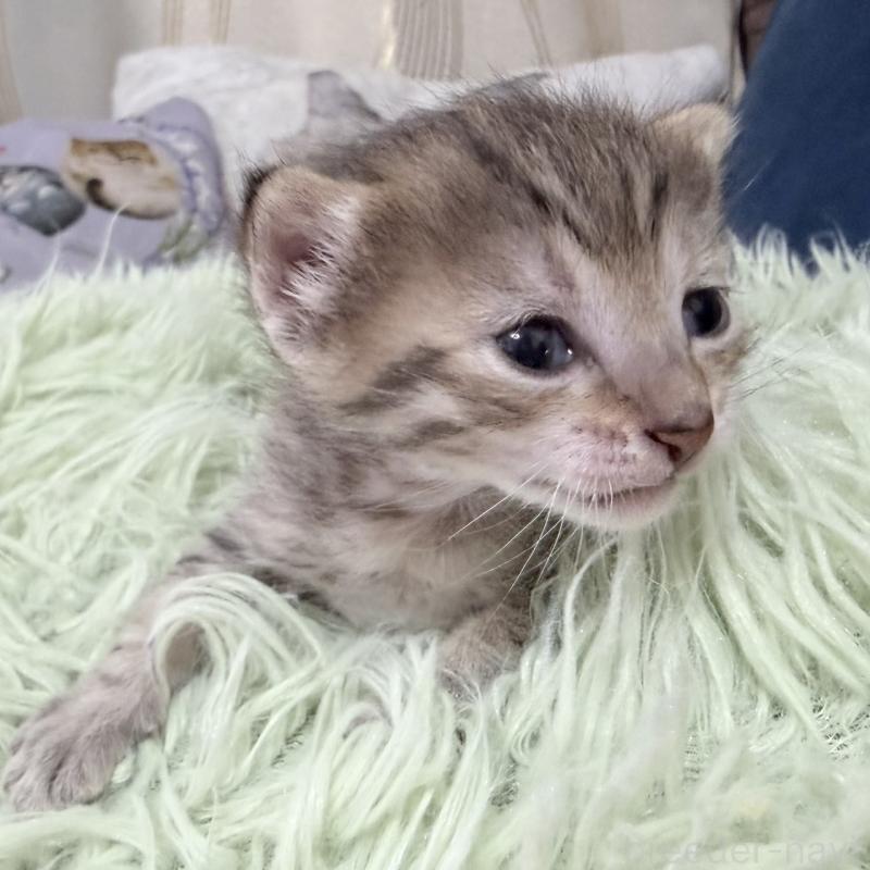 販売中の岐阜県のエジプシャンマウ-139716の4枚目