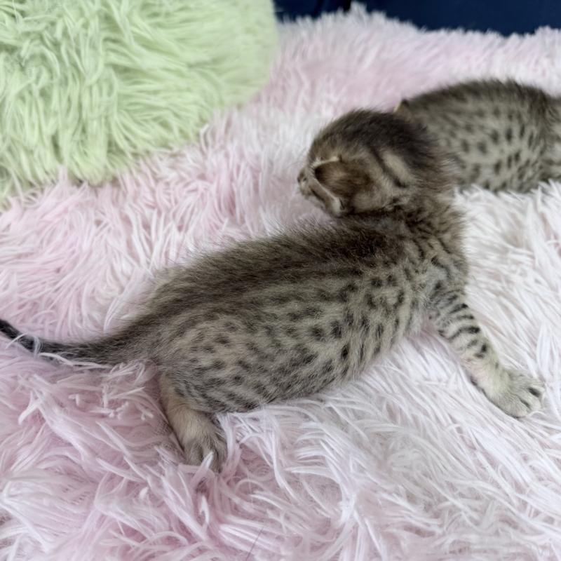 販売中の岐阜県のエジプシャンマウ-139716の3枚目