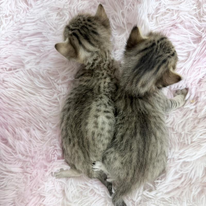 販売中の岐阜県のエジプシャンマウ-139716の2枚目