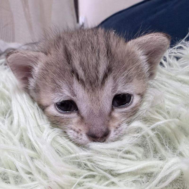 販売中の岐阜県のエジプシャンマウ-139717