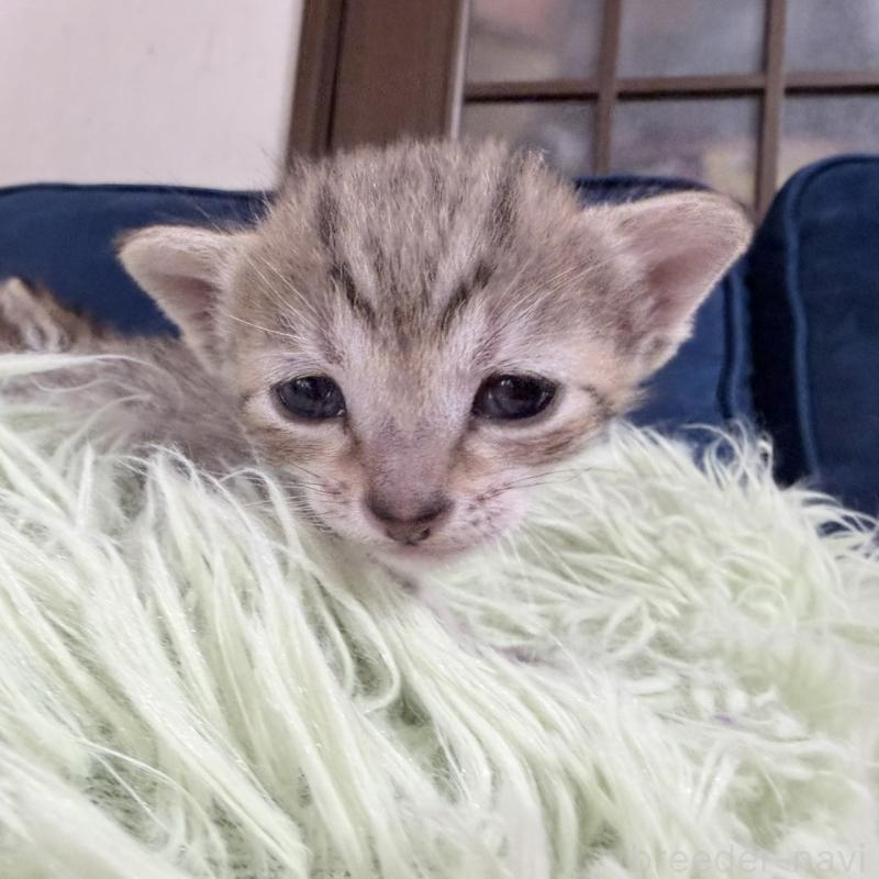 販売中の岐阜県のエジプシャンマウ-139717の5枚目