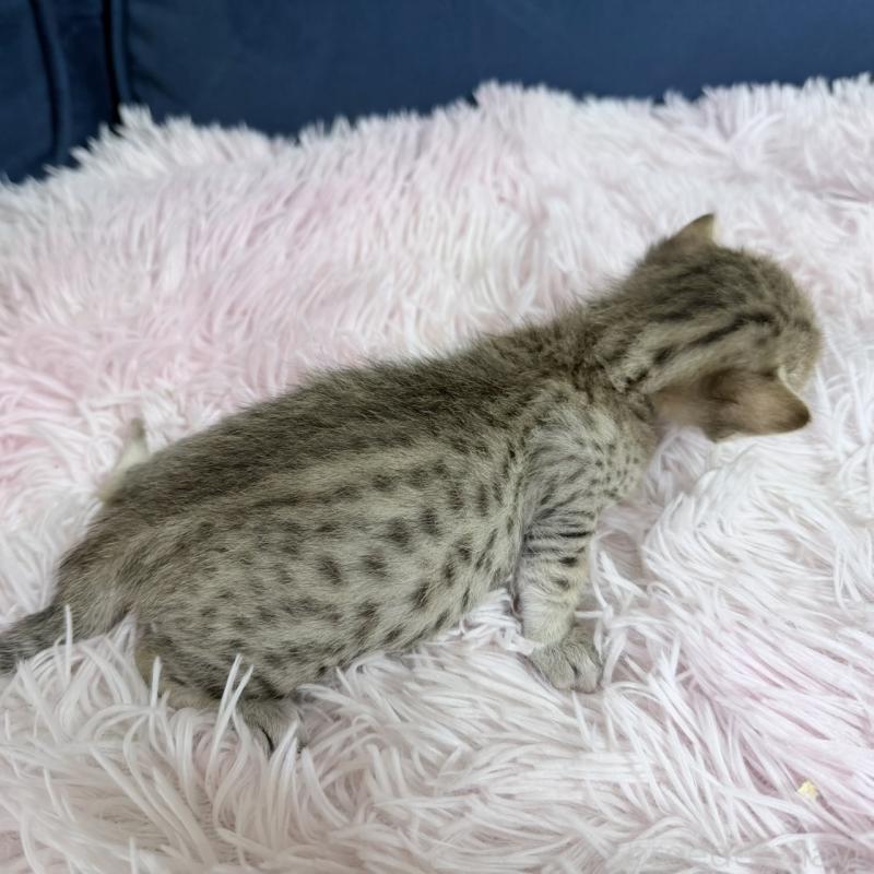 販売中の岐阜県のエジプシャンマウ-139717の4枚目