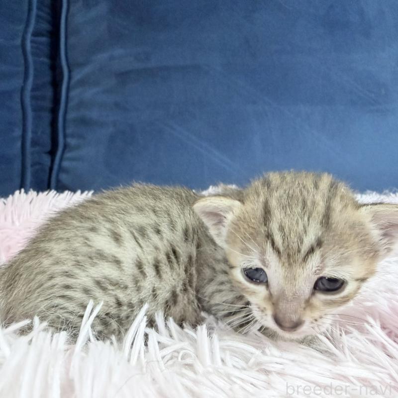 販売中の岐阜県のエジプシャンマウ-139717の3枚目