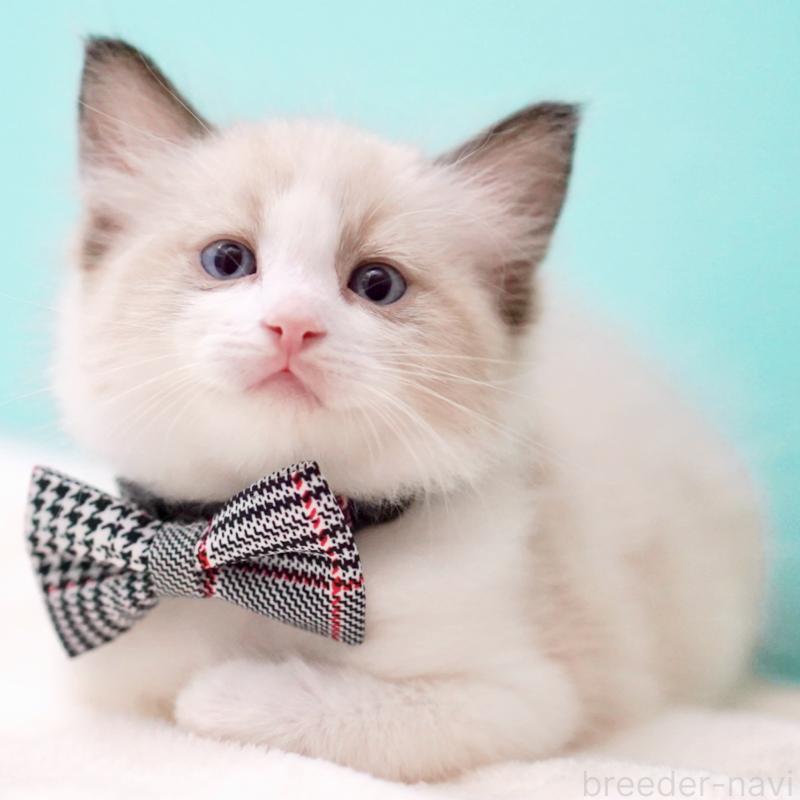 販売中の東京都のラグドール-138286