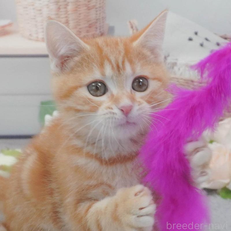 販売中の東京都のマンチカン-139775