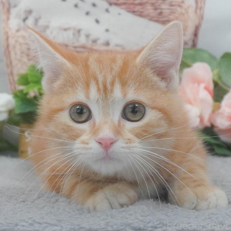 販売中の東京都のマンチカン-139775の8枚目