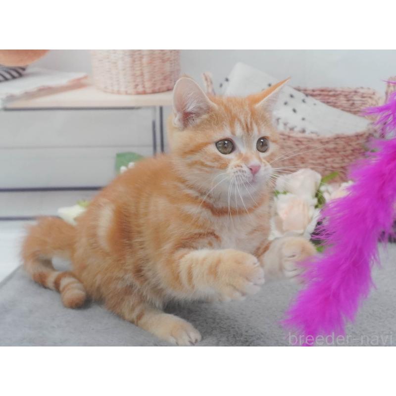 販売中の東京都のマンチカン-139775の7枚目