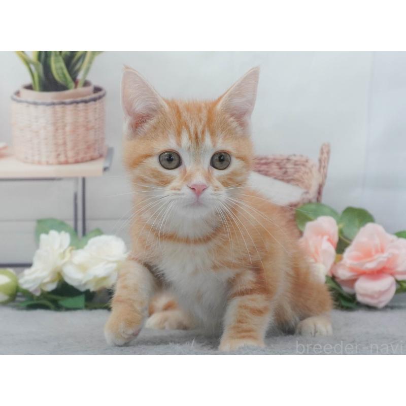 販売中の東京都のマンチカン-139775の5枚目