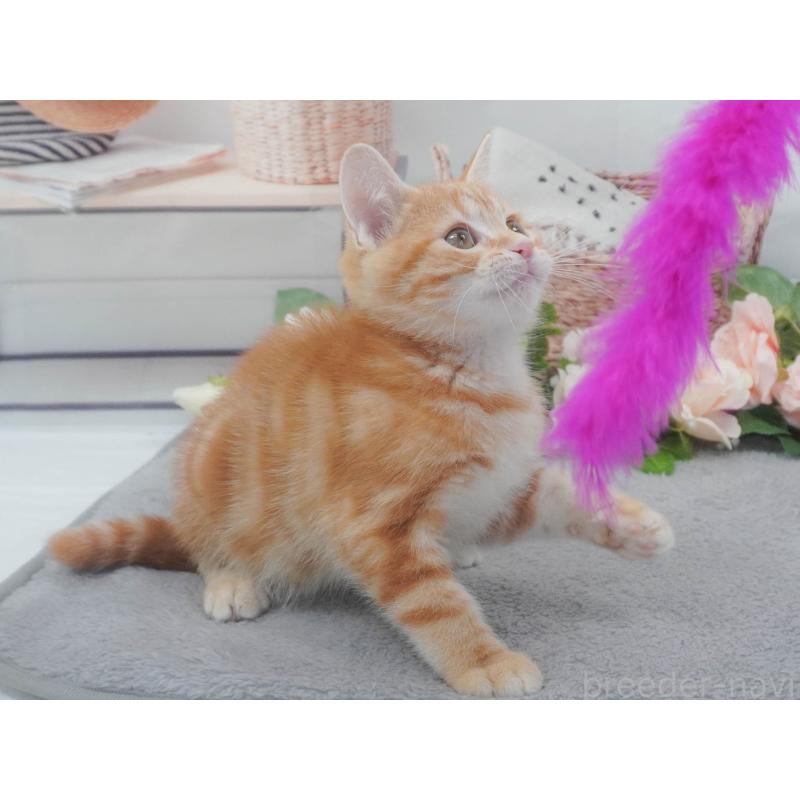 販売中の東京都のマンチカン-139775の4枚目