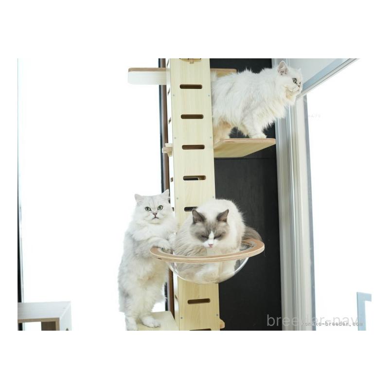 販売中の東京都のマンチカン-139775の2枚目