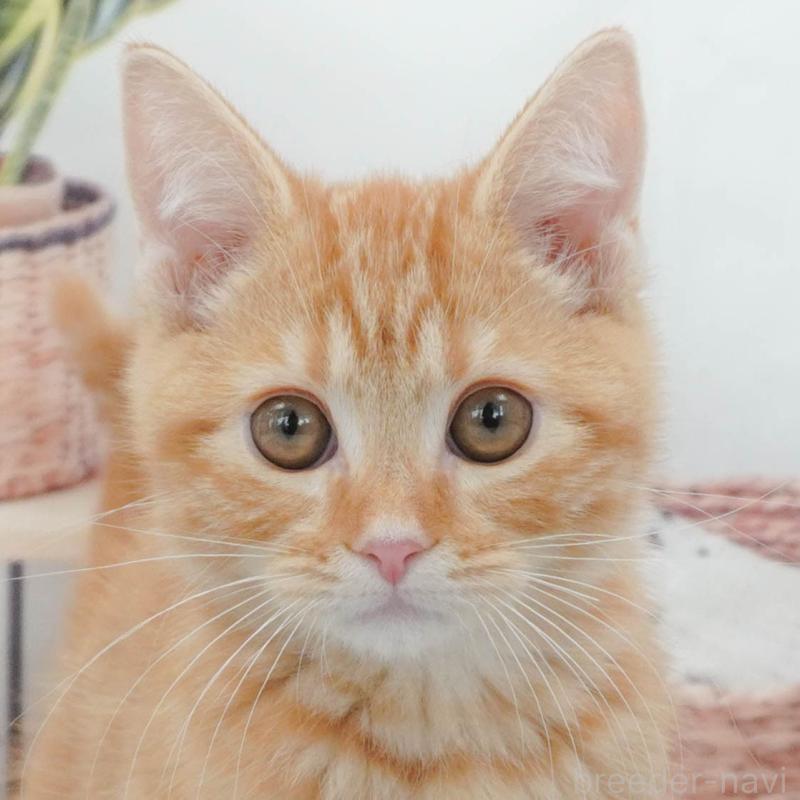 販売中の東京都のマンチカン-139773の8枚目