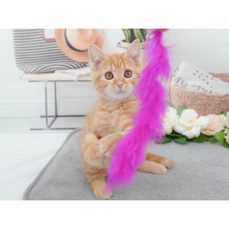 販売中の東京都のマンチカン-139773の7枚目