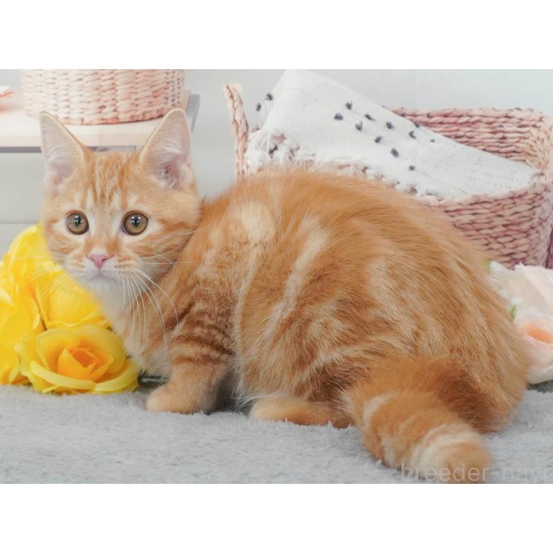 販売中の東京都のマンチカン-139773の6枚目