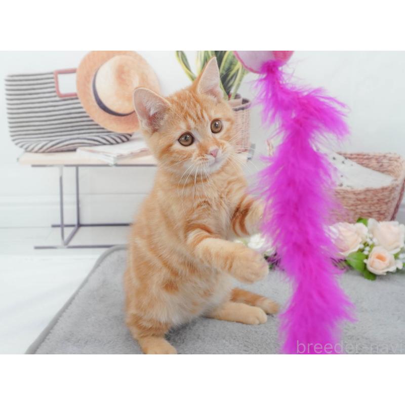 販売中の東京都のマンチカン-139773の5枚目