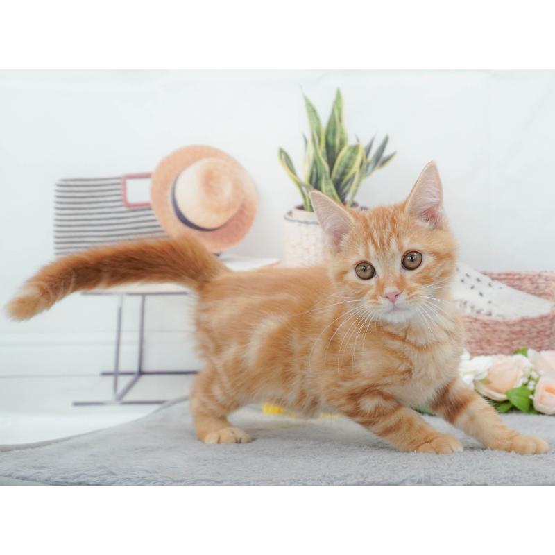 販売中の東京都のマンチカン-139773の4枚目