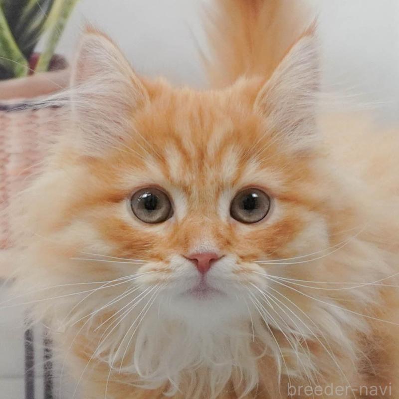 販売中の東京都のマンチカン-139769