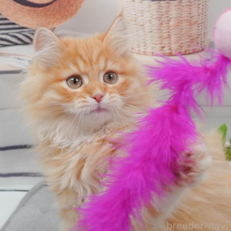 販売中の東京都のマンチカン-139769の8枚目