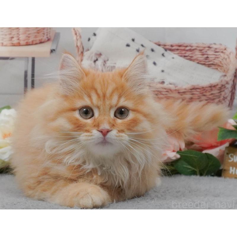 販売中の東京都のマンチカン-139769の6枚目