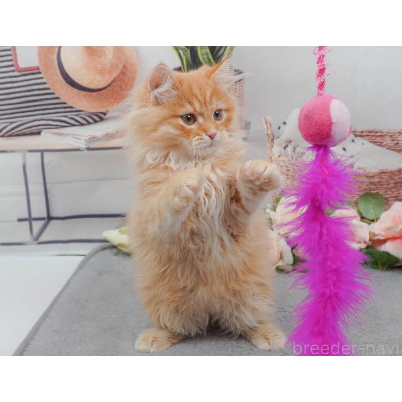 販売中の東京都のマンチカン-139769の5枚目