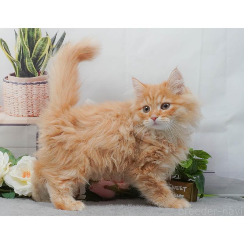 販売中の東京都のマンチカン-139769の4枚目