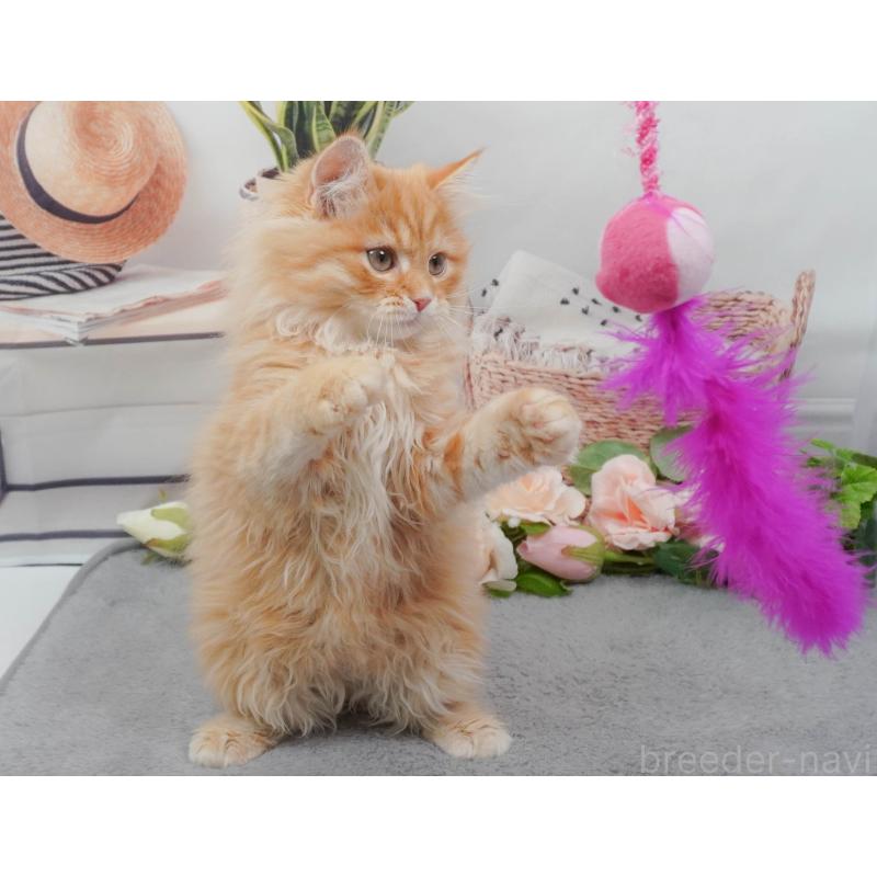 販売中の東京都のマンチカン-139769の3枚目