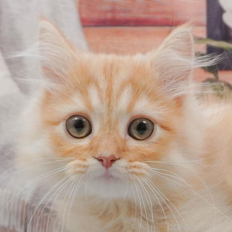 販売中の東京都のマンチカン-139768