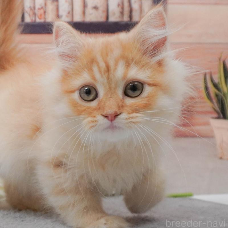 販売中の東京都のマンチカン-139768の8枚目