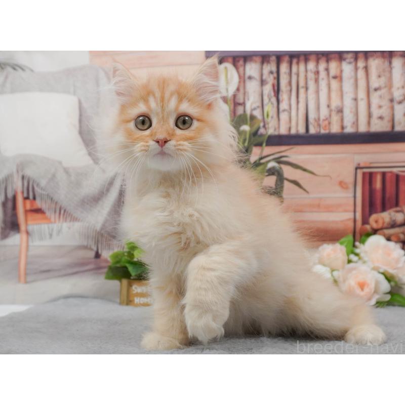 販売中の東京都のマンチカン-139768の7枚目