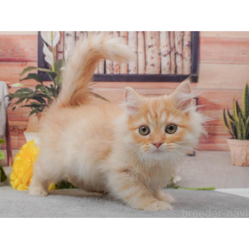 販売中の東京都のマンチカン-139768の6枚目