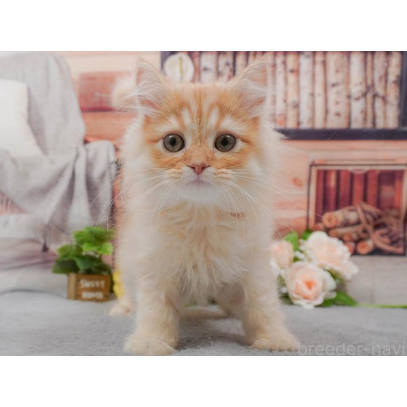 販売中の東京都のマンチカン-139768の5枚目