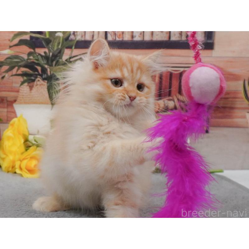 販売中の東京都のマンチカン-139768の3枚目