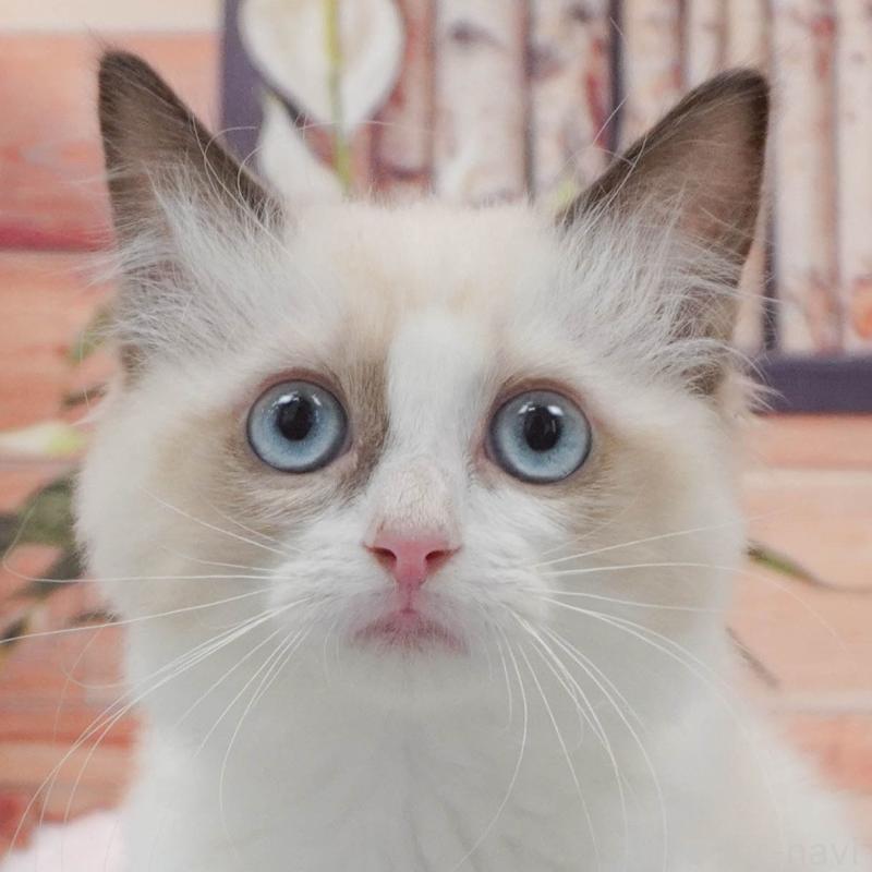 販売中の東京都のラグドール-139766の1枚目