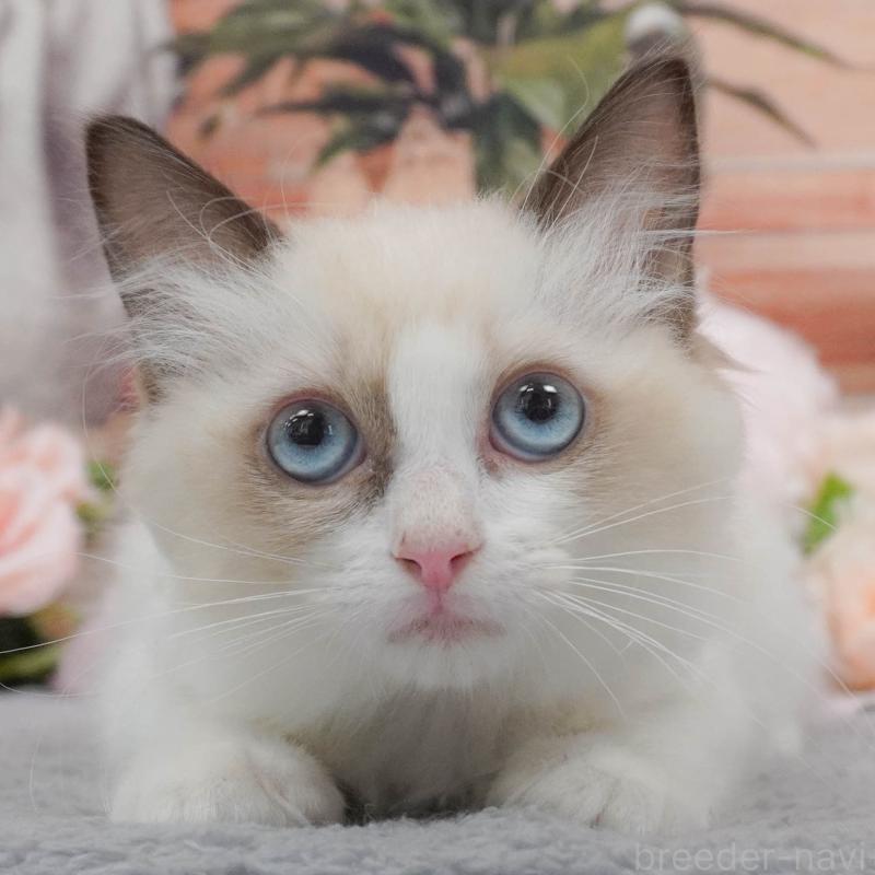 販売中の東京都のラグドール-139766の8枚目