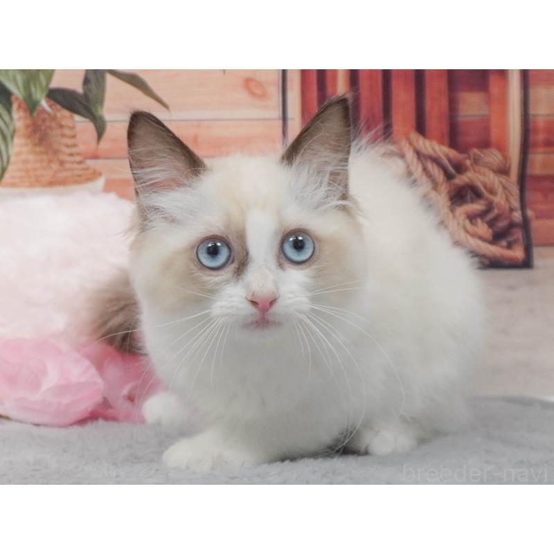 販売中の東京都のラグドール-139766の7枚目